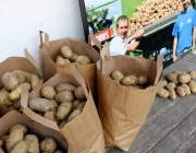 Erdäpfel - Die „Mieminger Frühen“ sind die Besten