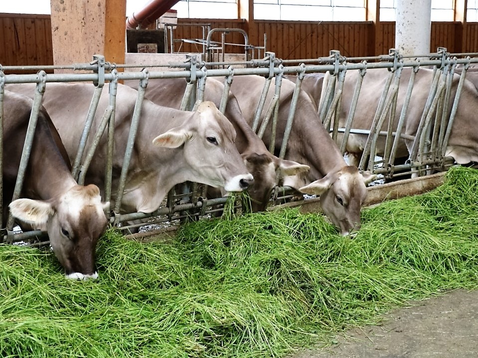 Milchprodukte vom Michelerhof