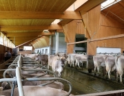 Milchprodukte vom Michelerhof