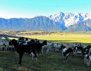 Schafbad im Herbst 2015 – Das Finale in Fiecht 1