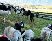 Schafbad im Herbst 2015 – Das Finale in Fiecht 1