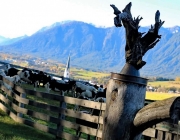 Schafbad im Herbst 2015 – Das Finale in Fiecht 1