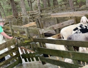 Schafbadetag in Obermieming – „Zum Schutz von Schafen, Lämmern, Ziegen“