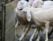 Schafbadetag in Obermieming – „Zum Schutz von Schafen, Lämmern, Ziegen“