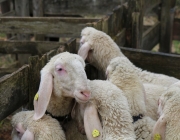 Schafbadetag in Obermieming – „Zum Schutz von Schafen, Lämmern, Ziegen“