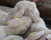 Schafbadetag in Obermieming – „Zum Schutz von Schafen, Lämmern, Ziegen“