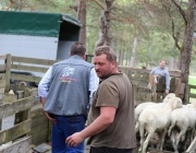 Schafbadetag in Obermieming – „Zum Schutz von Schafen, Lämmern, Ziegen“