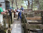 Schafbadetag in Obermieming – „Zum Schutz von Schafen, Lämmern, Ziegen“