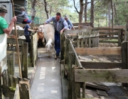 Schafbadetag in Obermieming – „Zum Schutz von Schafen, Lämmern, Ziegen“