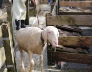 Schafbadetag in Obermieming – „Zum Schutz von Schafen, Lämmern, Ziegen“