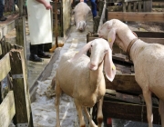 Schafbadetag in Obermieming – „Zum Schutz von Schafen, Lämmern, Ziegen“