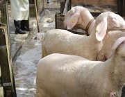 Schafbadetag in Obermieming – „Zum Schutz von Schafen, Lämmern, Ziegen“