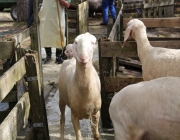 Schafbadetag in Obermieming – „Zum Schutz von Schafen, Lämmern, Ziegen“