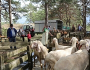 Schafbadetag in Obermieming – „Zum Schutz von Schafen, Lämmern, Ziegen“