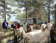 Schafbadetag in Obermieming – „Zum Schutz von Schafen, Lämmern, Ziegen“