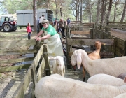 Schafbadetag in Obermieming – „Zum Schutz von Schafen, Lämmern, Ziegen“