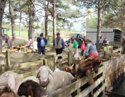 Schafbadetag in Obermieming – „Zum Schutz von Schafen, Lämmern, Ziegen“