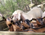 Schafbadetag in Obermieming – „Zum Schutz von Schafen, Lämmern, Ziegen“