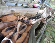 Schafbadetag in Obermieming – „Zum Schutz von Schafen, Lämmern, Ziegen“