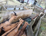 Schafbadetag in Obermieming – „Zum Schutz von Schafen, Lämmern, Ziegen“