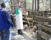 Schafbadetag in Obermieming – „Zum Schutz von Schafen, Lämmern, Ziegen“