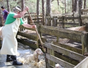 Schafbadetag in Obermieming – „Zum Schutz von Schafen, Lämmern, Ziegen“