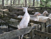 Schafbadetag in Obermieming – „Zum Schutz von Schafen, Lämmern, Ziegen“