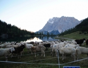 Schafschoad 2012 – Tiroler Bergschafe 2272 Meter über Seehöhe