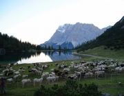 Schafschoad 2012 – Tiroler Bergschafe 2272 Meter über Seehöhe