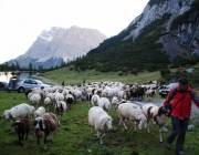 Schafschoad 2012 – Tiroler Bergschafe 2272 Meter über Seehöhe