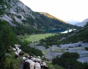 Schafschoad 2012 – Tiroler Bergschafe 2272 Meter über Seehöhe