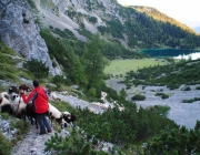 Schafschoad 2012 – Tiroler Bergschafe 2272 Meter über Seehöhe