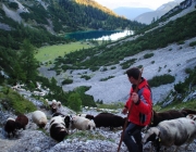 Schafschoad 2012 – Tiroler Bergschafe 2272 Meter über Seehöhe