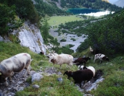 Schafschoad 2012 – Tiroler Bergschafe 2272 Meter über Seehöhe