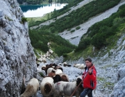 Schafschoad 2012 – Tiroler Bergschafe 2272 Meter über Seehöhe