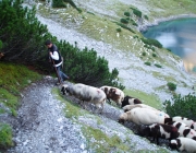 Schafschoad 2012 – Tiroler Bergschafe 2272 Meter über Seehöhe