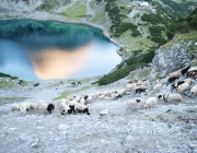 Schafschoad 2012 – Tiroler Bergschafe 2272 Meter über Seehöhe