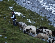 Schafschoad 2012 – Tiroler Bergschafe 2272 Meter über Seehöhe