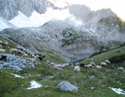 Schafschoad 2012 – Tiroler Bergschafe 2272 Meter über Seehöhe