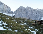 Schafschoad 2012 – Tiroler Bergschafe 2272 Meter über Seehöhe