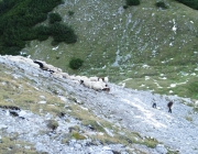 Schafschoad 2012 – Tiroler Bergschafe 2272 Meter über Seehöhe