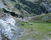 Schafschoad 2012 – Tiroler Bergschafe 2272 Meter über Seehöhe