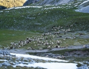 Schafschoad 2012 – Tiroler Bergschafe 2272 Meter über Seehöhe