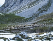 Schafschoad 2012 – Tiroler Bergschafe 2272 Meter über Seehöhe