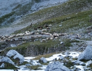 Schafschoad 2012 – Tiroler Bergschafe 2272 Meter über Seehöhe