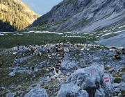 Schafschoad 2012 – Tiroler Bergschafe 2272 Meter über Seehöhe