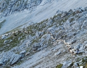 Schafschoad 2012 – Tiroler Bergschafe 2272 Meter über Seehöhe