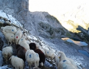 Schafschoad 2012 – Tiroler Bergschafe 2272 Meter über Seehöhe