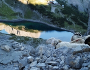 Schafschoad 2012 – Tiroler Bergschafe 2272 Meter über Seehöhe