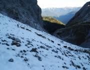 Schafschoad 2012 – Tiroler Bergschafe 2272 Meter über Seehöhe